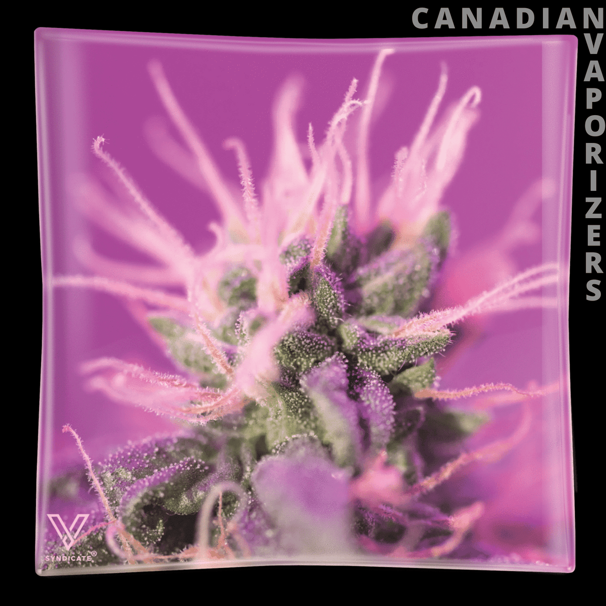 Pink Lemonade Ashtray - Square pink glass ashtray with a vivid cannabis flower graphic and bright pink burst design.